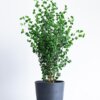 AND PLANTS_フィカス・ベンジャミナ・バロック M_商品写真